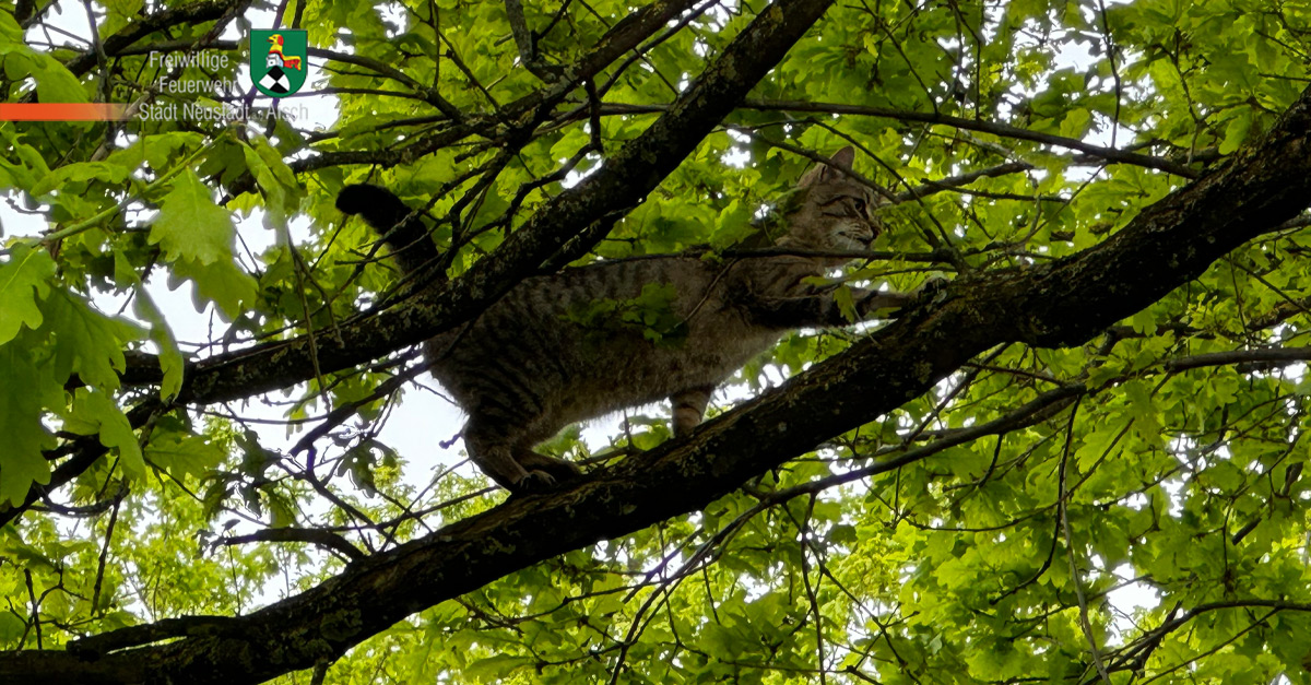 Katze von Baum gerettet (13.05.2023, 09:05 Uhr)