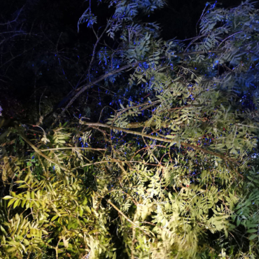 Baum auf Fahrbahn (04.10.2025, 20:00 Uhr)