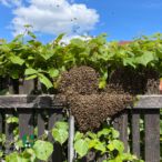 Bild des Monats Mai 2022